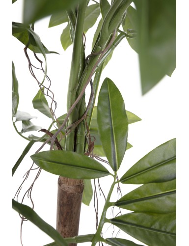 PHILODENDRON GOELDII (Fun Bun)