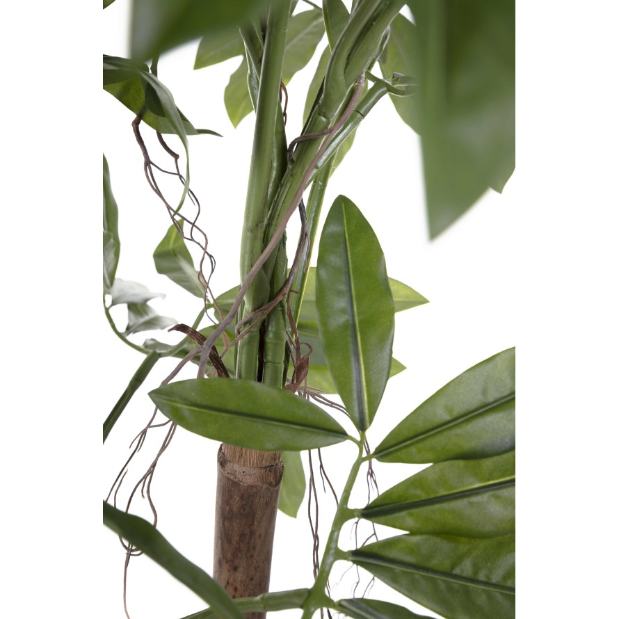 PHILODENDRON GOELDII (Fun Bun)