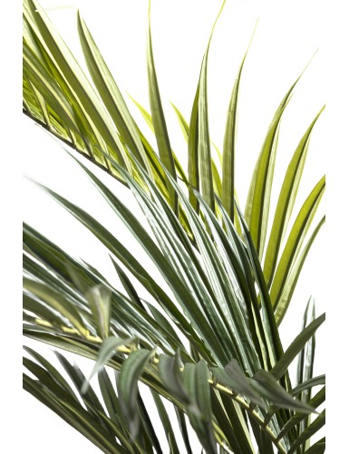 KENTIA PALME ROYAL