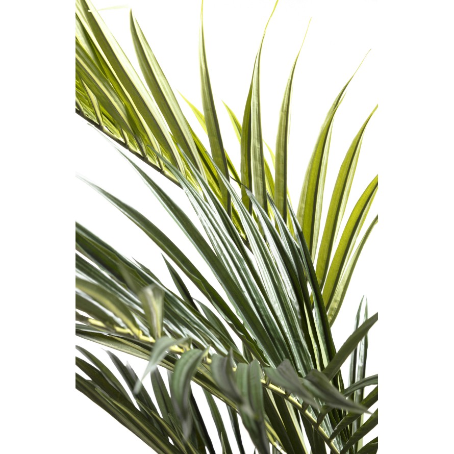 KENTIA PALMERA REAL