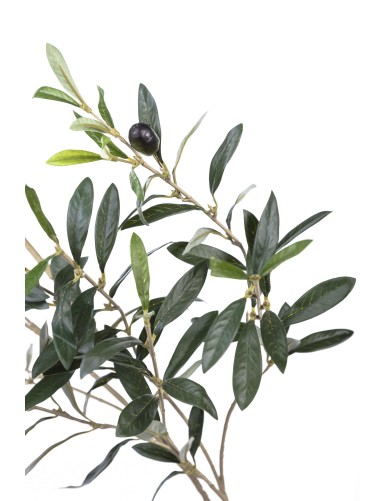 OLIVO RAMA 109 CM *306*12FT