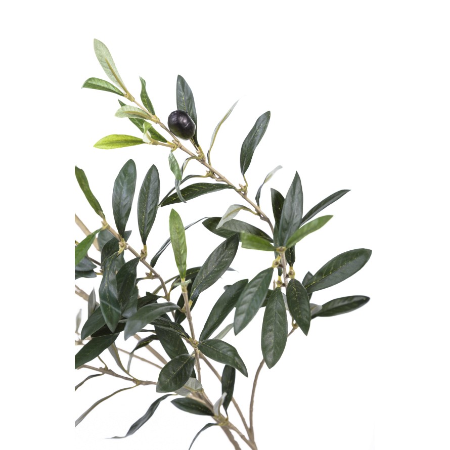 OLIVENBAUM ZWEIG 109 cm *306*12ft