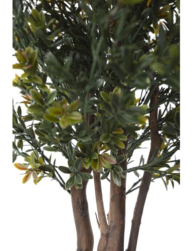 BOJ RED DAY GF ARBUSTO RESISTENTE A LOS RAYOS UV