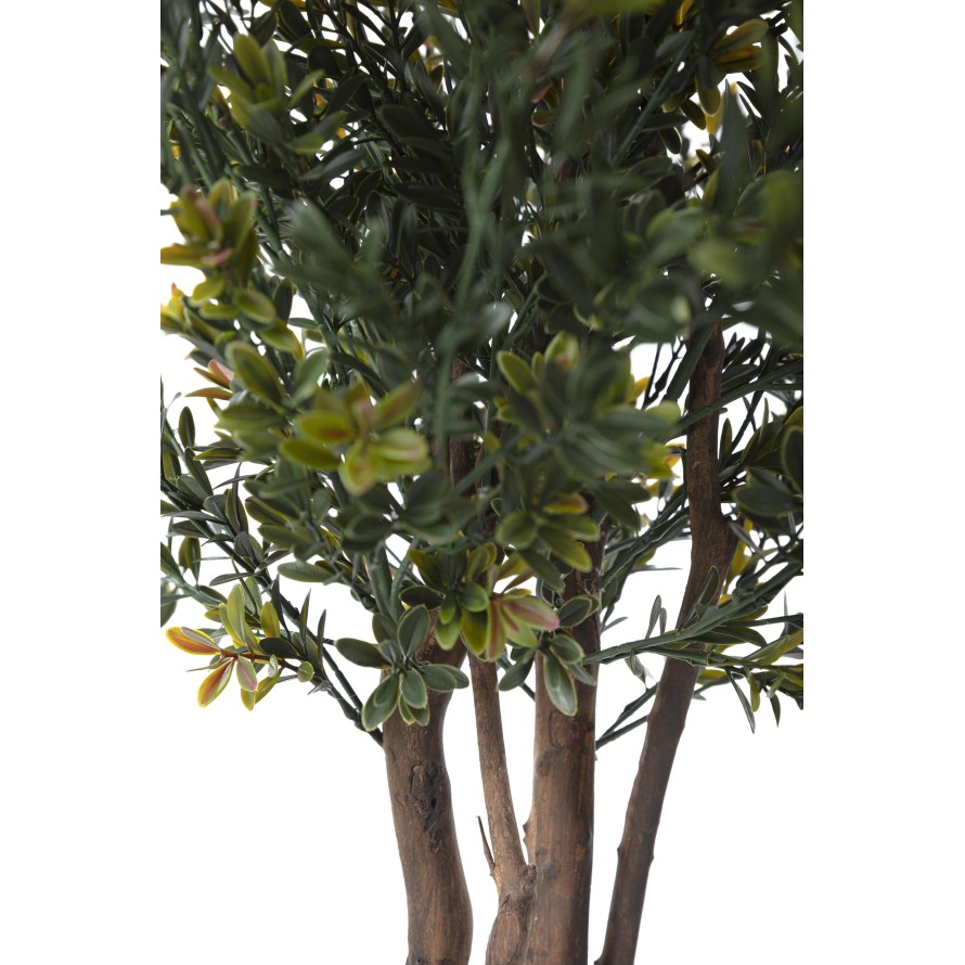 BUCHSBAUM RED DAY GF BUSCH UV