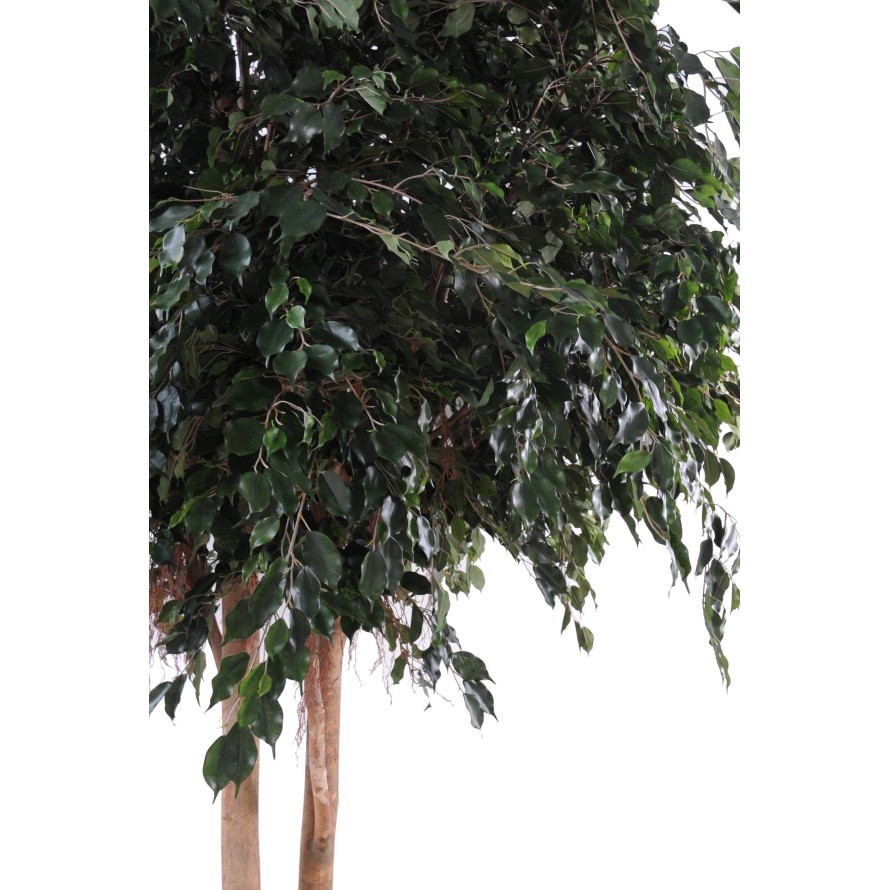 FICUS EXOTICA GIGANTE