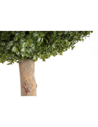 BOXWOOD BALL STK (Net promotional price)