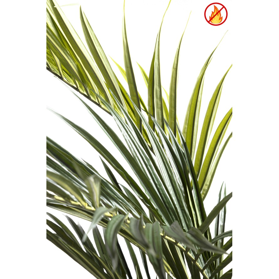 KENTIA PALME ROYAL FR – Feuerbeständig