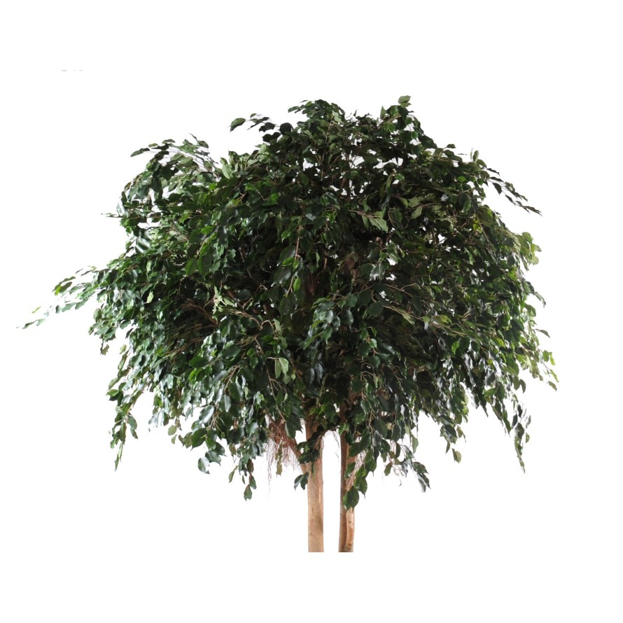 FICUS EXOTICA GIGANTE