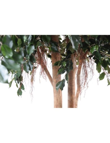 FICUS EXOTICA GIGANTE