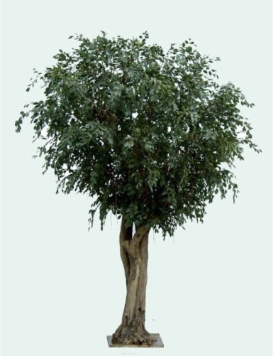 FICUS GIGANTE TREE