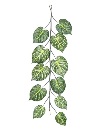 APHELANDRA GIGANTE...