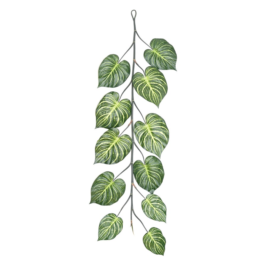 APHELANDRA GIGANTE GUIRNALDA 180