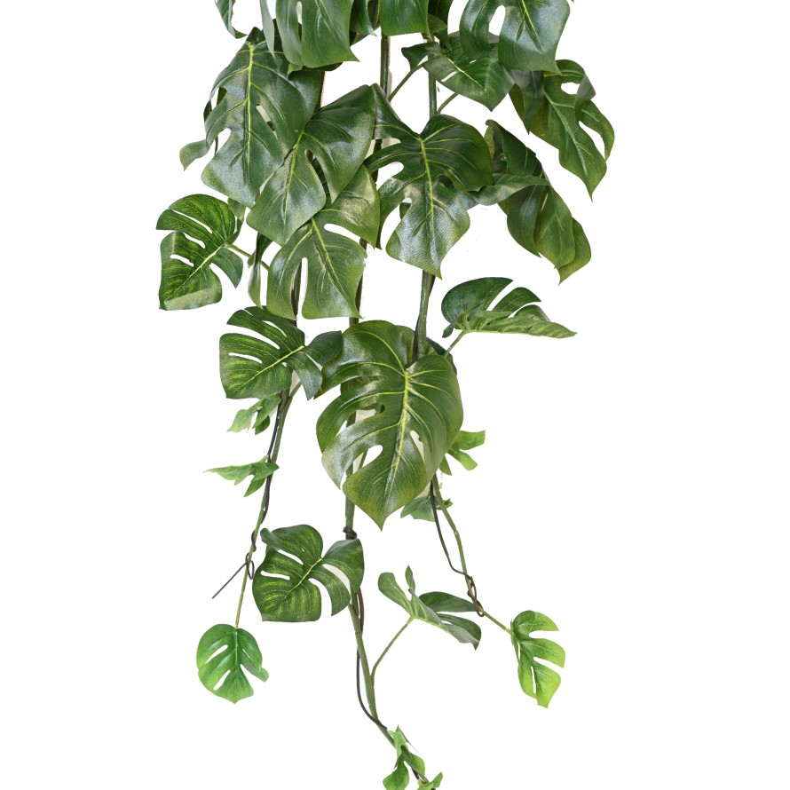 PHILODENDRON MONSTERA COLGANTE 120