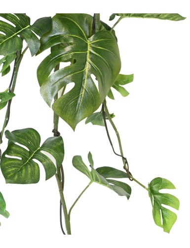 PHILODENDRON MONSTERA COLGANTE 120