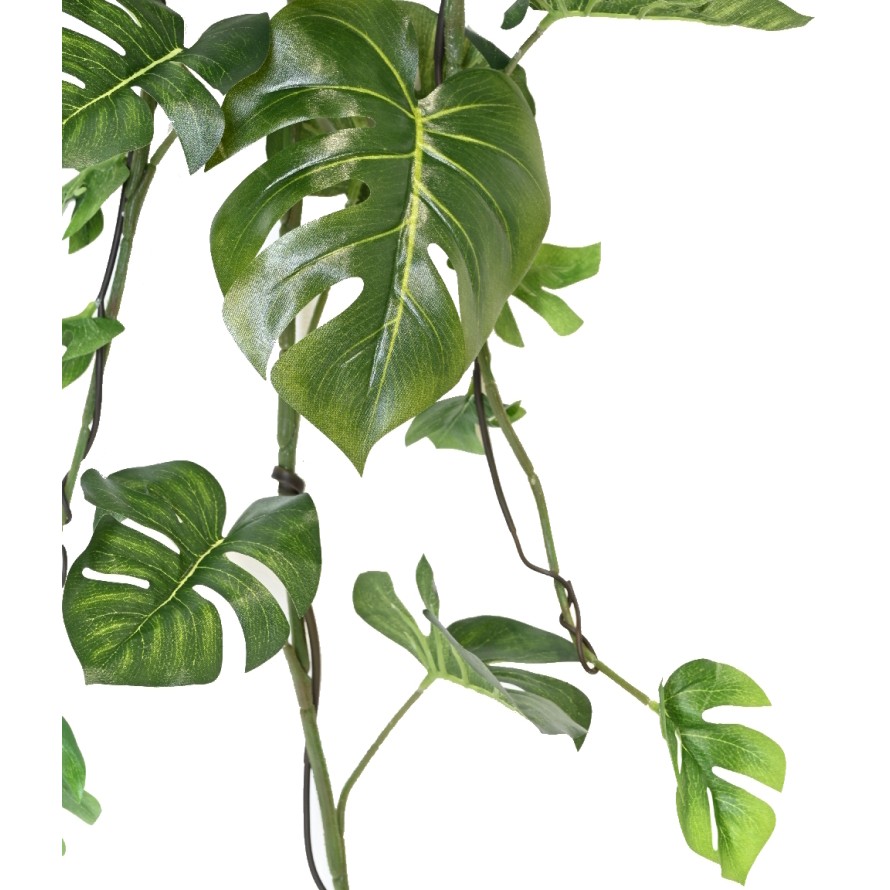 PHILODENDRON MONSTERA COLGANTE 120