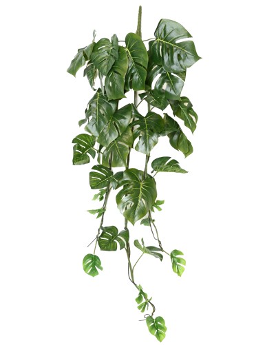 PHILODENDRON MONSTERA...