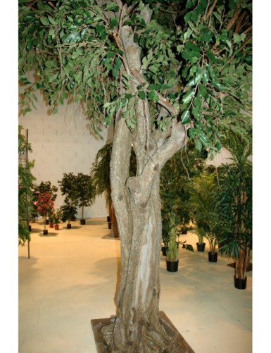 FICUS GIGANTE TREE