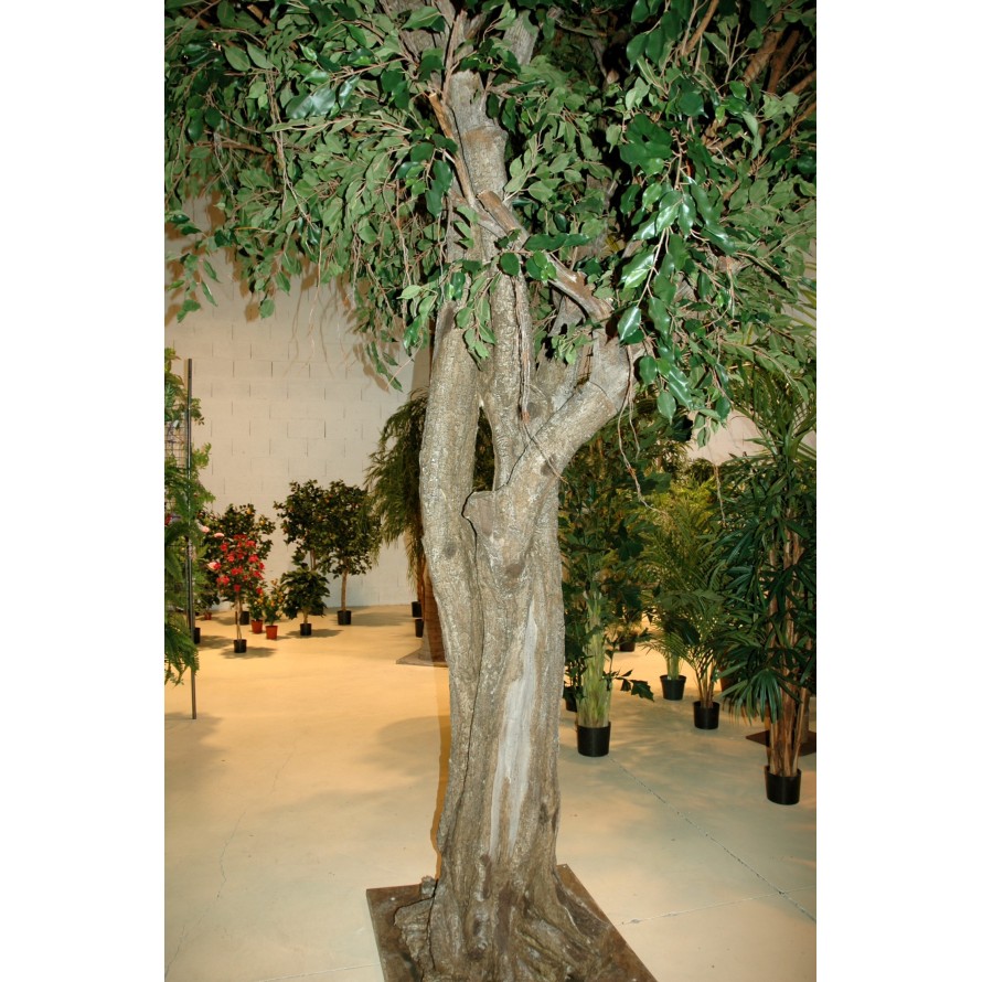 FICUS GIGANTE TREE