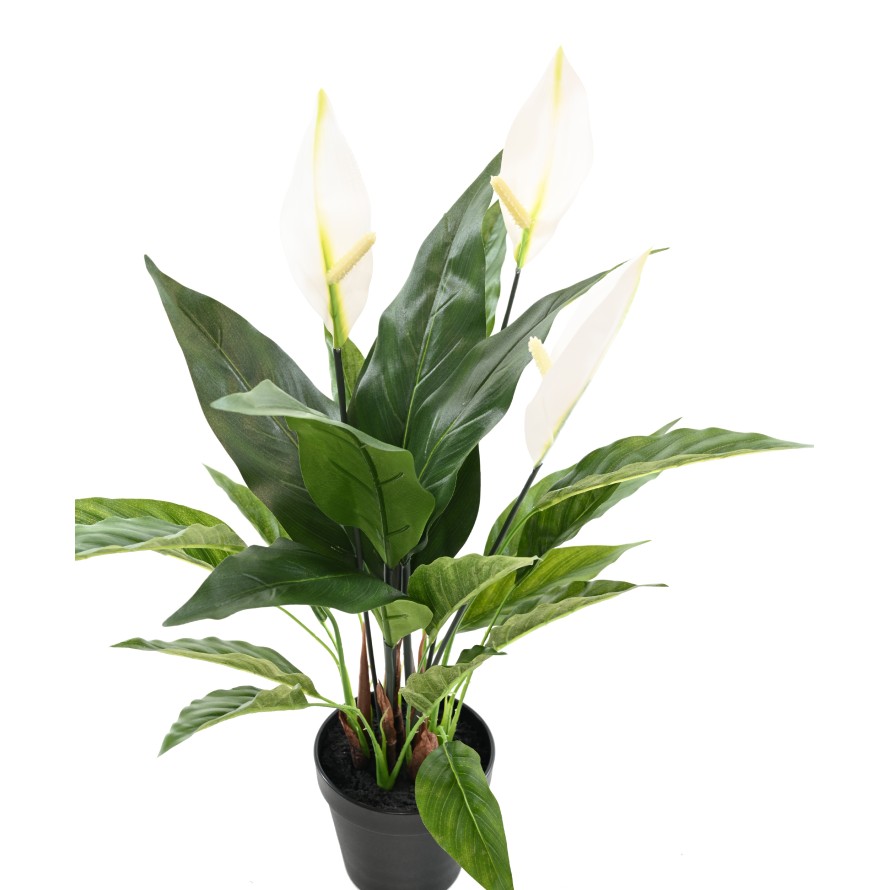 SPATHIPHYLLUM 50 CM