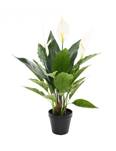 SPATHIPHYLLUM 50 CM