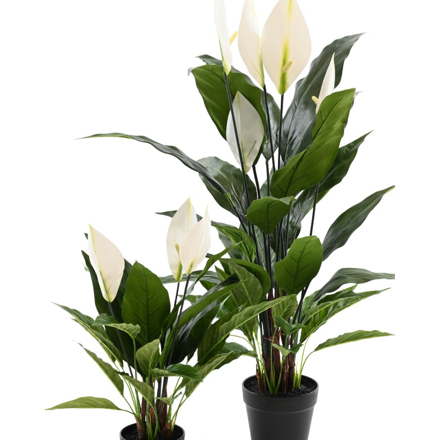 SPATHIPHYLLUM 50 CM