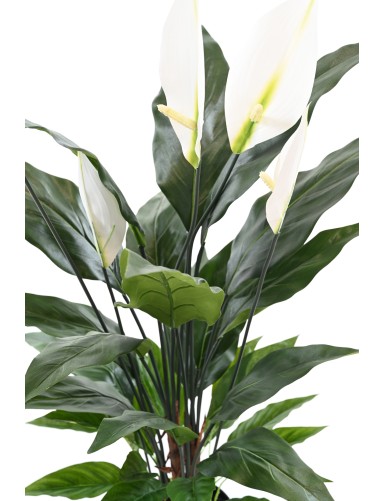 SPATHIPHYLLUM 90 CM