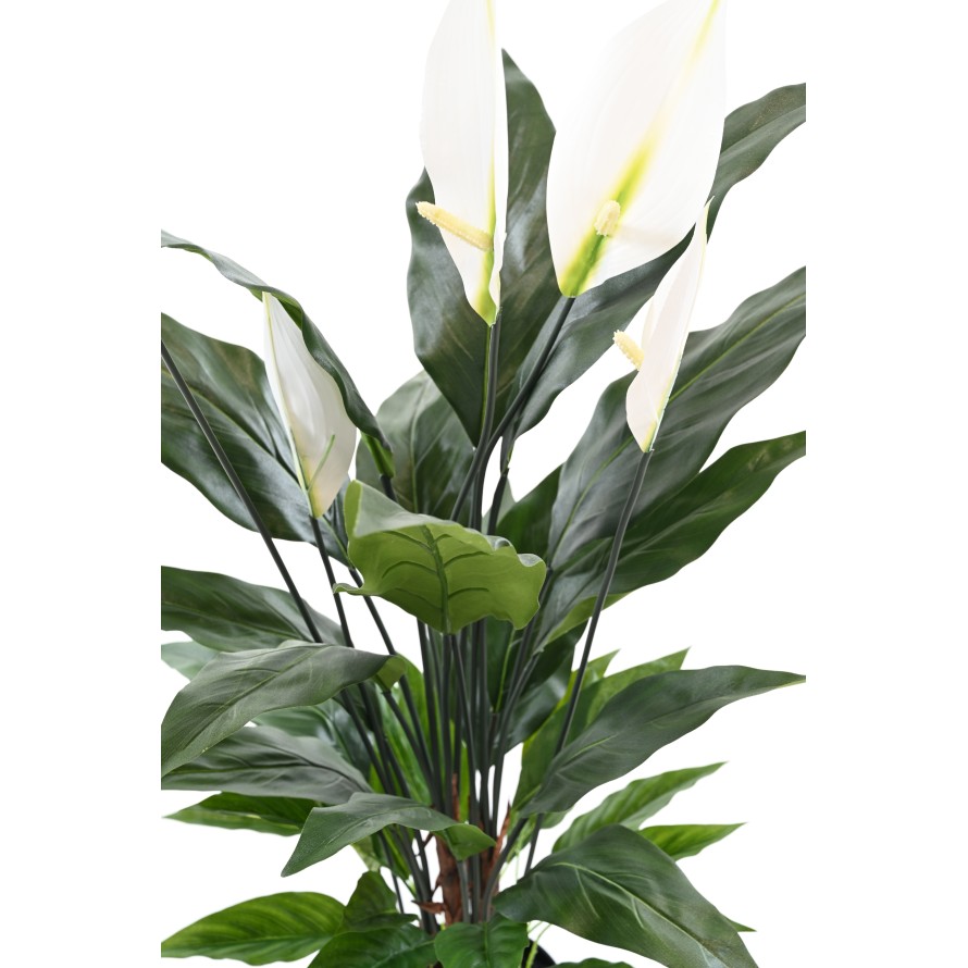 ESPATIFILO (Lirio de la paz) 90 CM