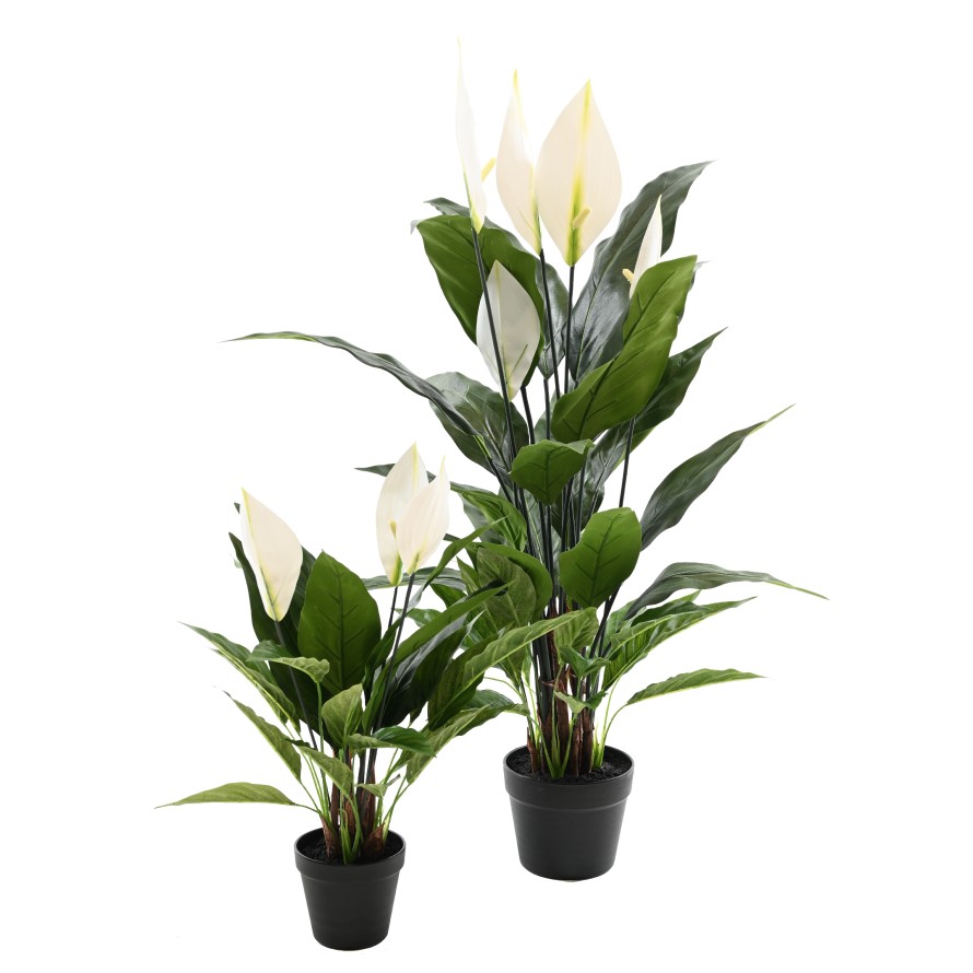 SPATHIPHYLLUM 90 CM