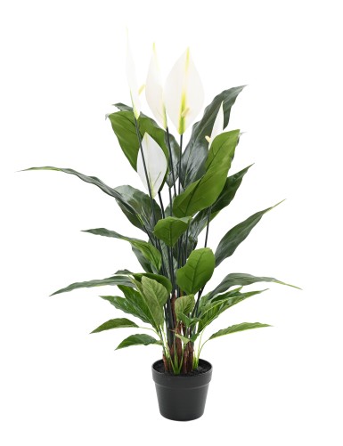 SPATHIPHYLLUM 90 CM