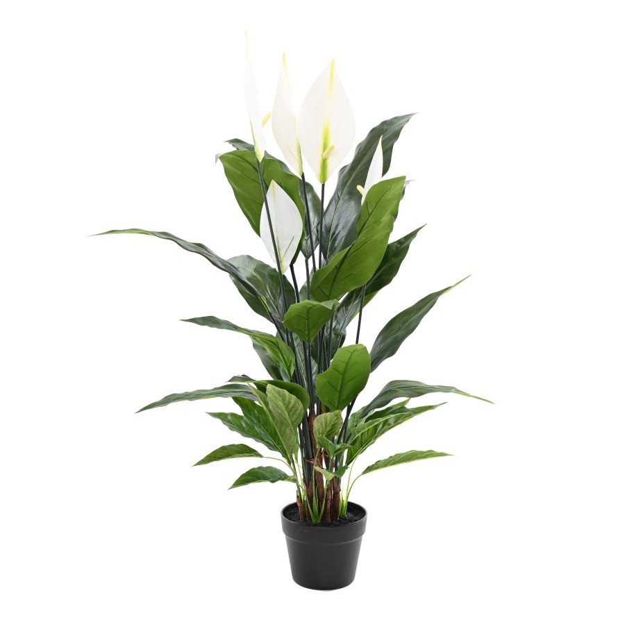 SPATHIPHYLLUM 90 CM