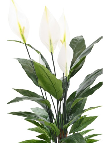 ESPATIFILO (Lirio de la paz) 90 CM