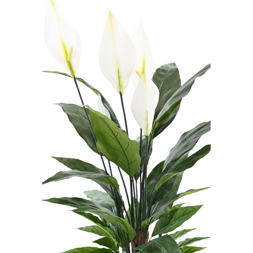SPATHIPHYLLUM 90 CM