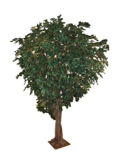 FIKUS GIANT TREE