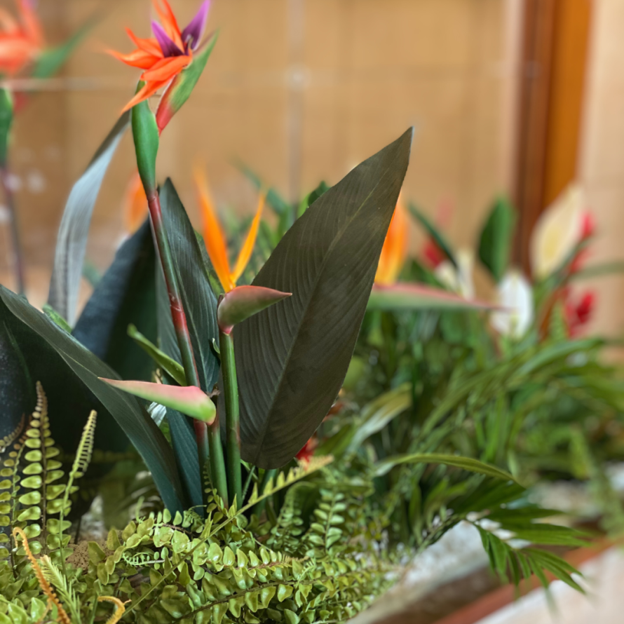 STRELITZIA (Papageienblume) 2 BLÜTEN 1 KNOSPE