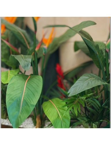 STRELITZIA 2FL 1C