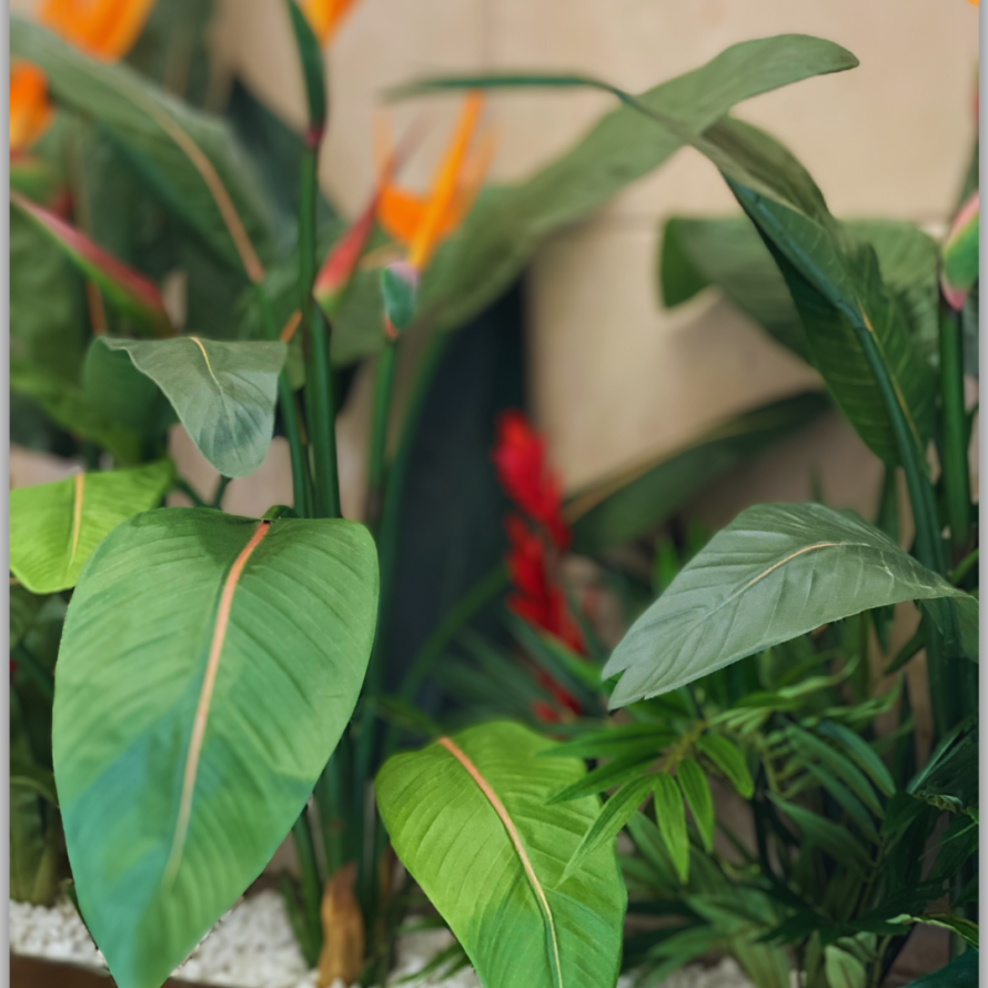 STRELITZIA (Papageienblume) 2 BLÜTEN 1 KNOSPE