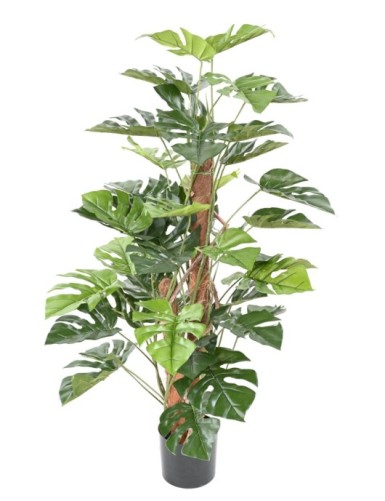 PHILODENDRON MONSTERA CON...