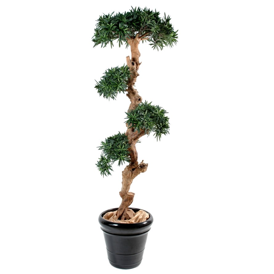 PODOCARPUS CLOUD TREE