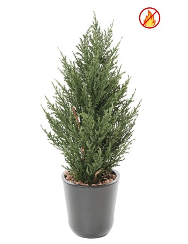 CIPRÉS JUNIPERUS 50 CM FR -...