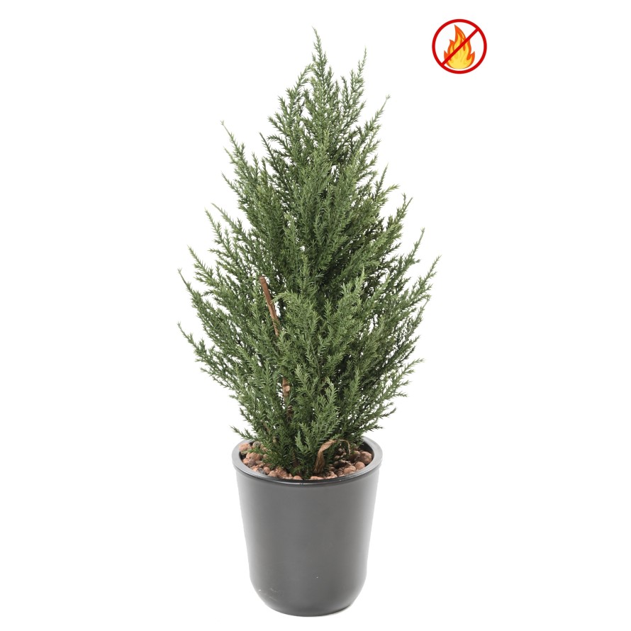 CIPRÉS JUNIPERUS 50 CM FR - Resistente al Fuego