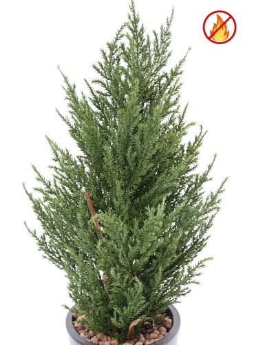 ZYPRESSE JUNIPERUS 50 CM FR – Feuerbeständig