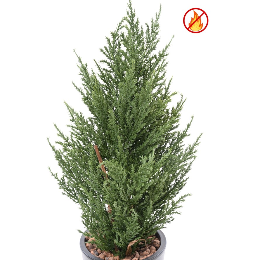 CIPRÉS JUNIPERUS 50 CM FR - Resistente al Fuego