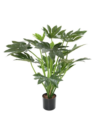 FATSIA JAPONICA PFLANZE 80