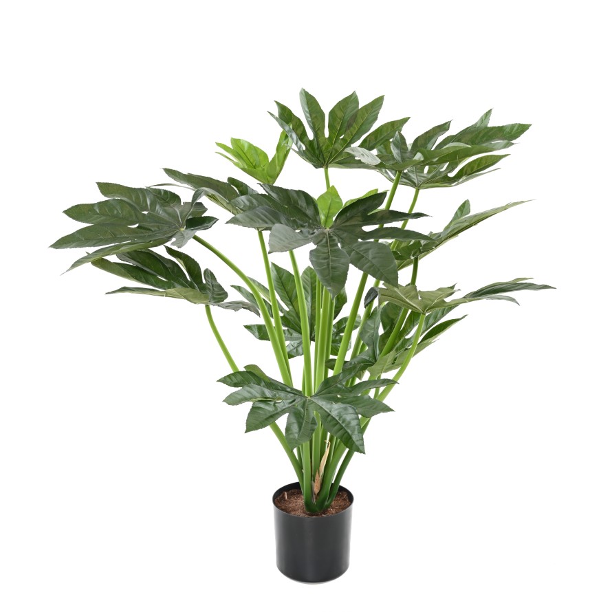 FATSIA JAPONICA PFLANZE 80
