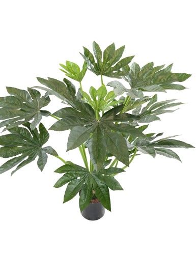 FATSIA JAPONICA PFLANZE 80