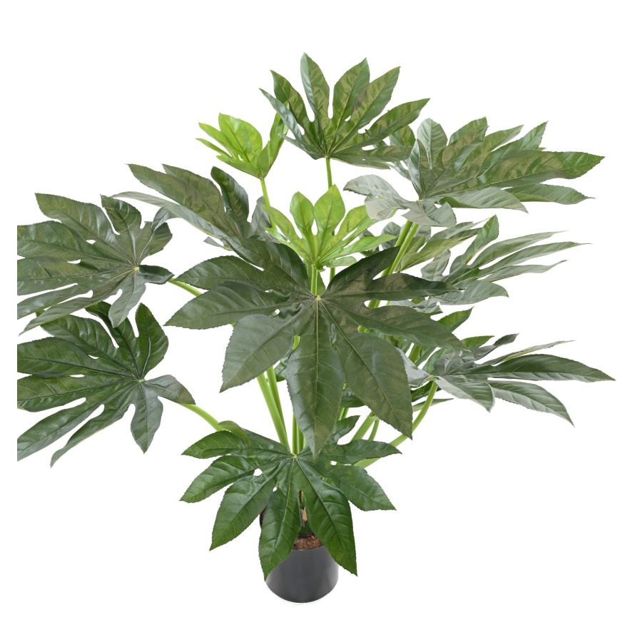 FATSIA JAPONICA PLANTA 80