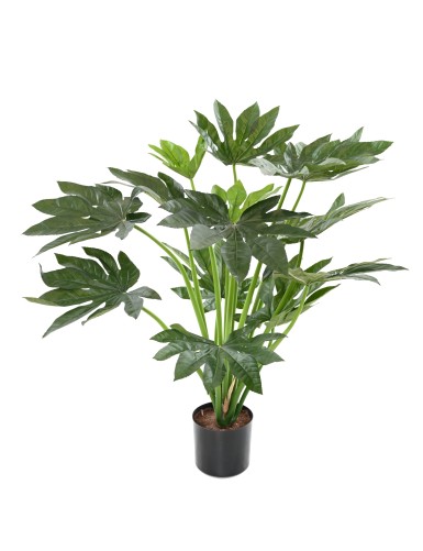 FATSIA JAPONICA PFLANZE 80