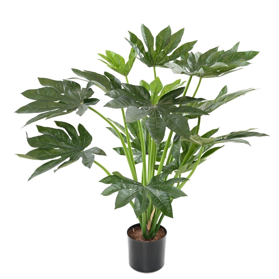 FATSIA JAPONICA PFLANZE 80