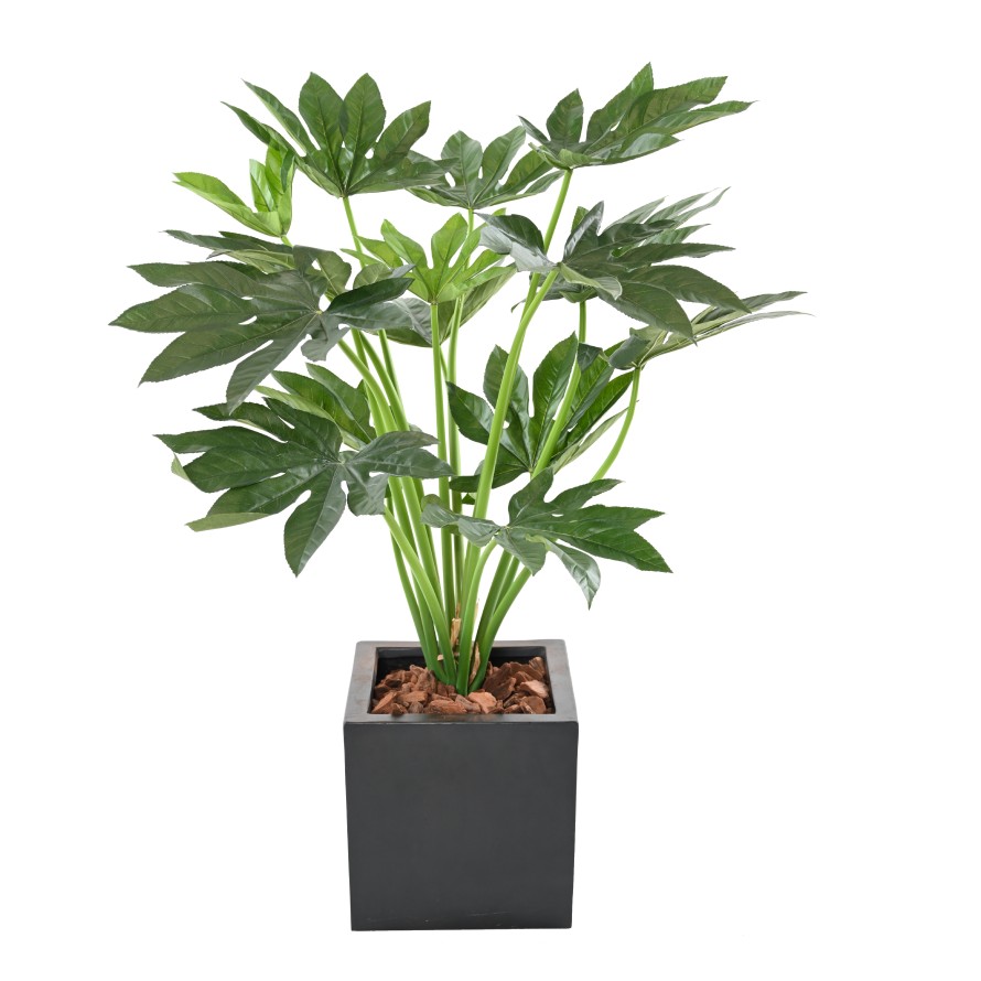 FATSIA JAPONICA PFLANZE 80