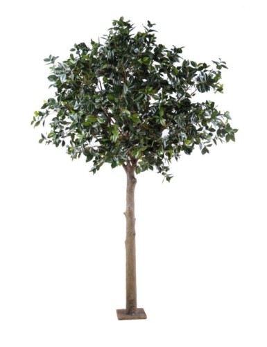 BAUM PLATTE (Kamelie...